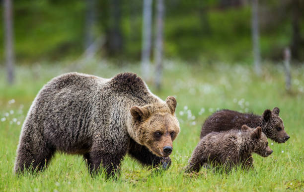 istock She-bear with cubs in the forest. 958108392