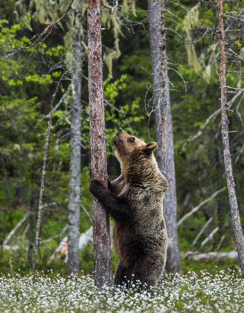 istock She-bear is standing near the tree on its hind legs. 958108424