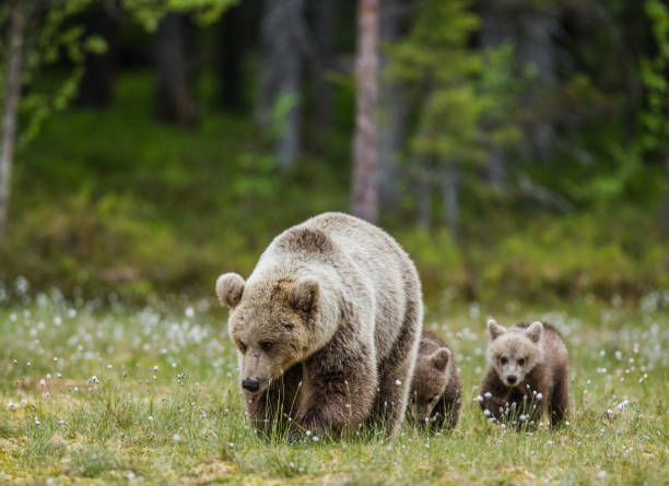 istock She-bear with a cub in a clearing among the white flowers on the forest background. 958108464