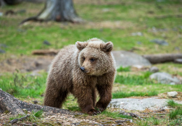 istock Young bear in a forest among the trees. 958108494