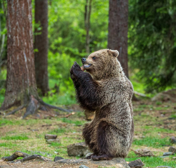 istock Young bear is sitting on the ground in the forest and eats fish. 958108882
