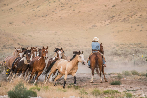 Cowboys Wrangling Horses Stock Photo - Download Image Now - Adult,  Agriculture, American Culture - iStock