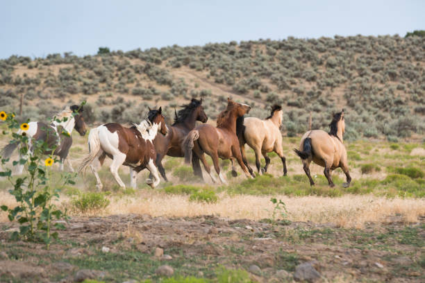 istock Wild horses running on ranch. 958108898