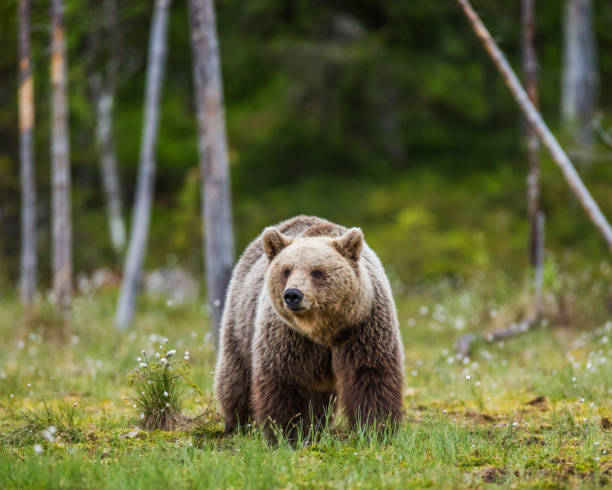 istock One bear on the forest background among white flowers. 958109166