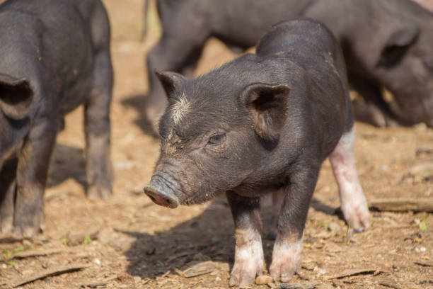 istock baby pig in farm 958109310