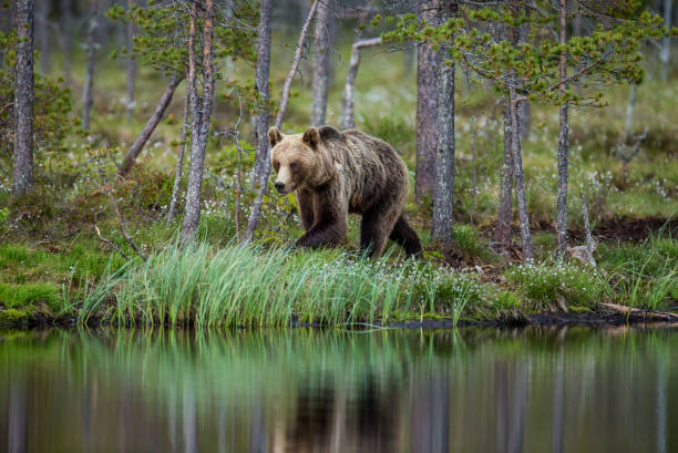 istock Bear near a forest lake with reflection on a beautiful forest background. 958109500