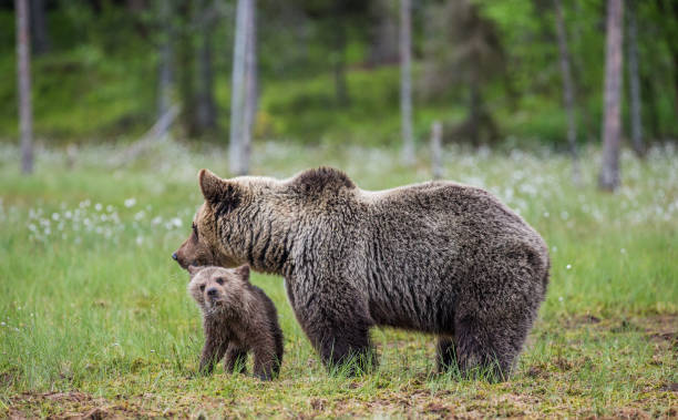 istock She-bear with cubs in the forest. 958109616