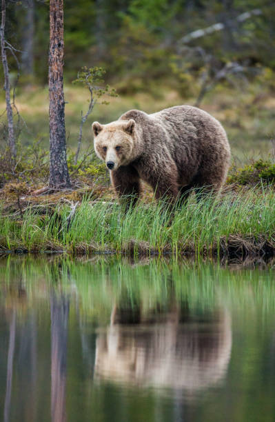 istock Bear near a forest lake with reflection on a beautiful forest background. 958109638