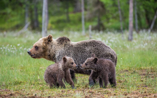 istock Two cubs play with each other next to the she-bear. 958109692