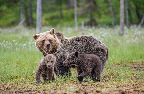istock Two cubs play with each other next to the she-bear. 958109700
