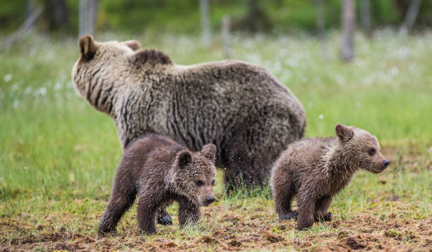 istock Two cubs play with each other next to the she-bear. 958109782