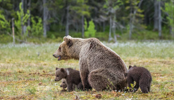 istock She-bear with cubs in the forest 958109850