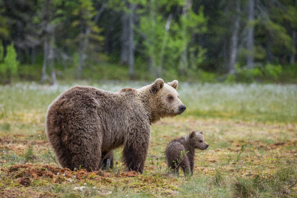 istock She-bear with cubs in the forest 958109960