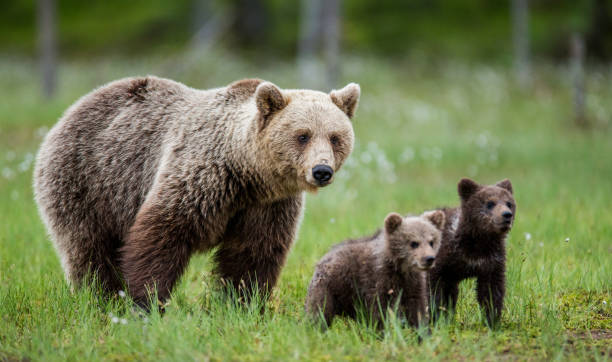 istock She-bear with a cub in a clearing among the white flowers on the forest background. 958110010