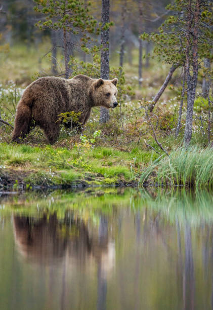 istock Bear near a forest lake with reflection on a beautiful forest background. 958110056