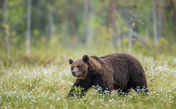 istock One bear on the forest background among white flowers. 958110210
