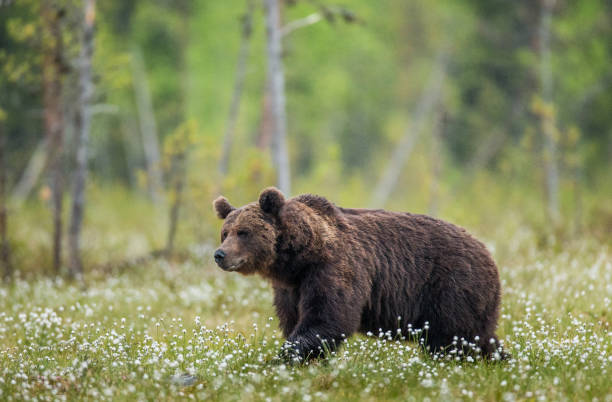 istock One bear on the forest background among white flowers. 958110220