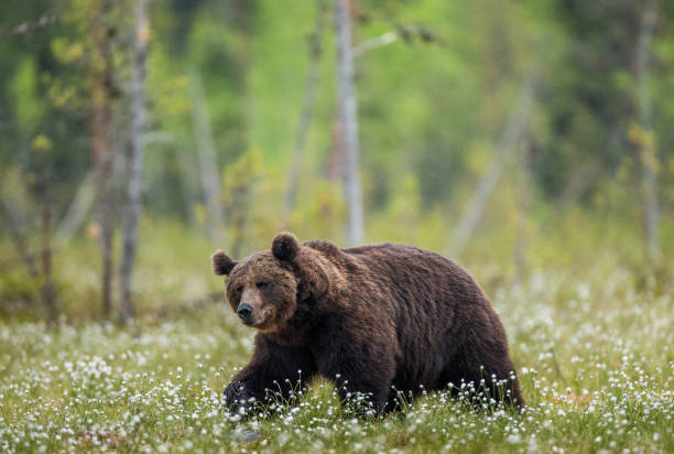 istock One bear on the forest background among white flowers. 958110224