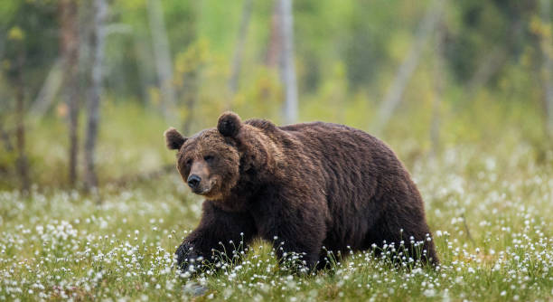 istock One bear on the forest background among white flowers. 958110232