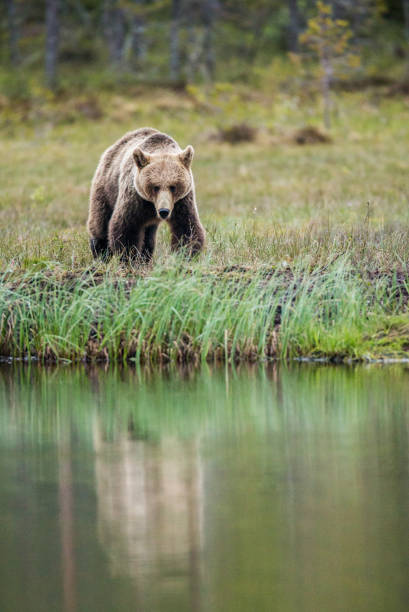 istock Bear near a forest lake with reflection on a beautiful forest background. 958110264