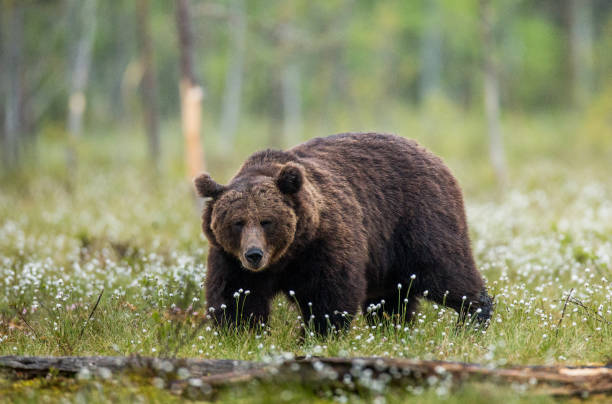 istock One bear on the forest background among white flowers. 958110278