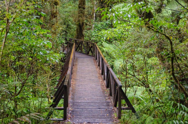 istock The Chasm Walk - Fiordland National Park 958110362