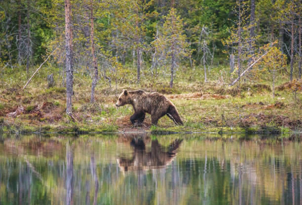 istock Bear near a forest lake with reflection on a beautiful forest background. 958110436
