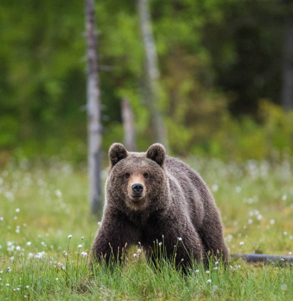 istock One bear on the forest background among white flowers. 958110534