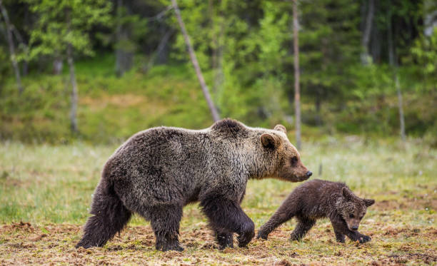 istock She-bear with cubs in the forest. 958110594