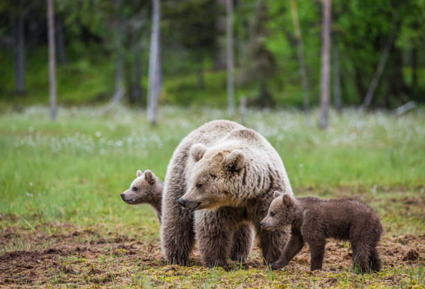 istock She-bear with cubs in the forest. 958110898