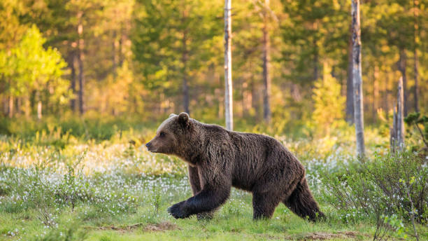 istock One bear in the background of a beautiful forest. 958112754