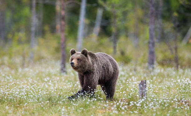 istock One bear on the forest background among white flowers. 958112786