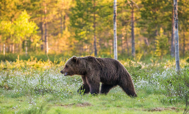 istock One bear in the background of a beautiful forest. 958112928