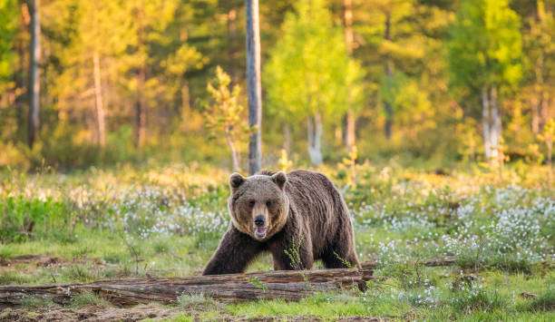istock One bear in the background of a beautiful forest. 958112952
