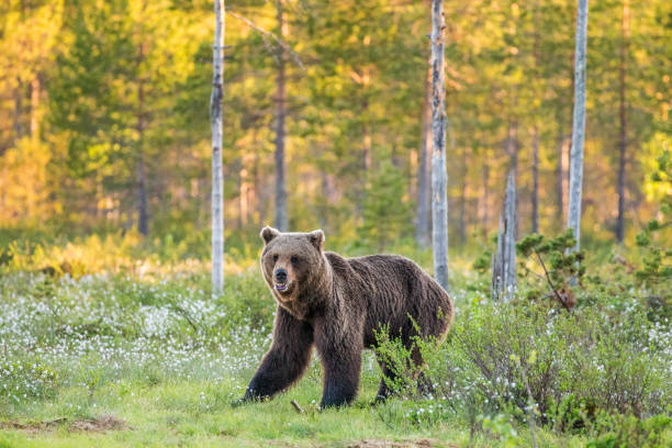 istock One bear in the background of a beautiful forest. 958113068