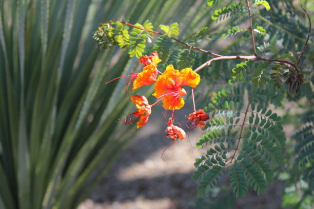 istock Trees and Flowers of Southeastern Arizona 958113092