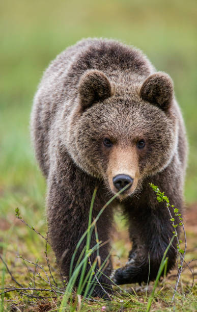istock Bear is going directly to the photographer. 958113100