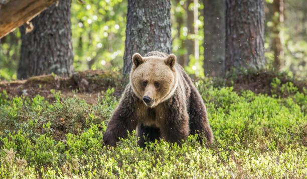 istock Bear is going directly to the photographer. 958113156