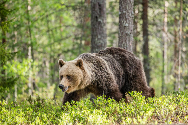 istock One bear in the background of a beautiful forest. 958113158