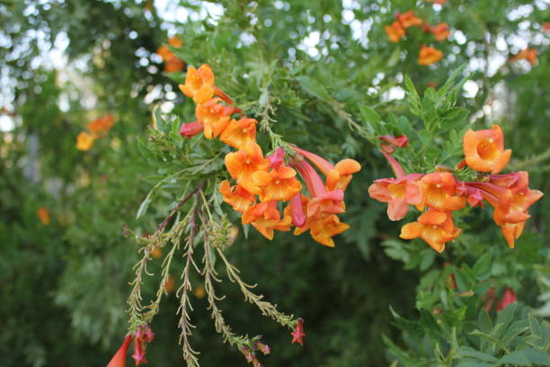 istock Trees and Flowers of Southeastern Arizona 958113192