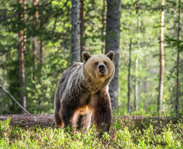 istock Bear is going directly to the photographer. 958113212