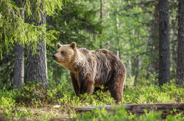 istock One bear in the background of a beautiful forest. 958113222