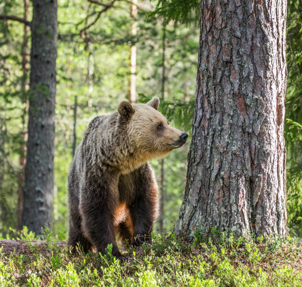 istock One bear in the background of a beautiful forest. 958113286