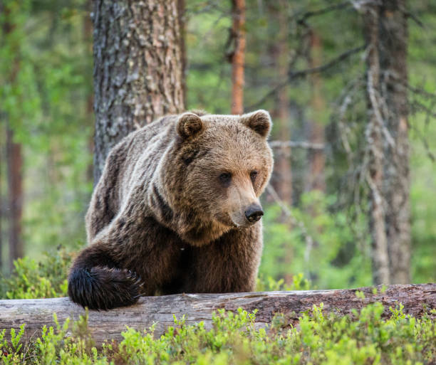 istock One bear in the background of a beautiful forest. 958113326