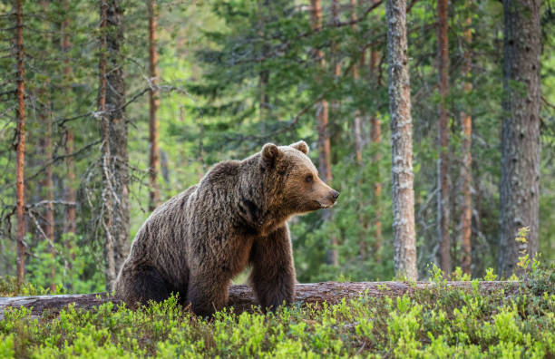 istock One bear in the background of a beautiful forest. 958113330
