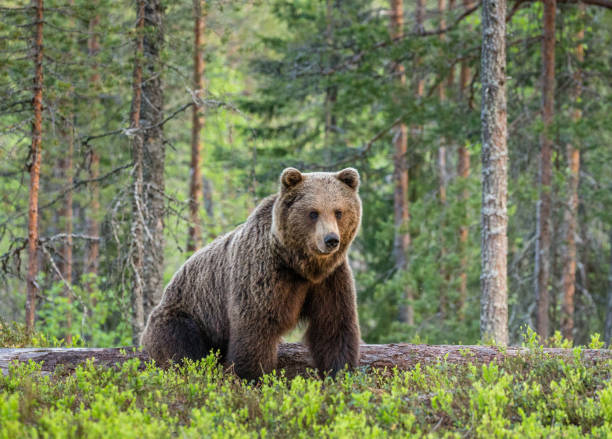 istock One bear in the background of a beautiful forest. 958113344
