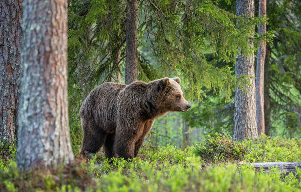 istock One bear in the background of a beautiful forest. 958113368