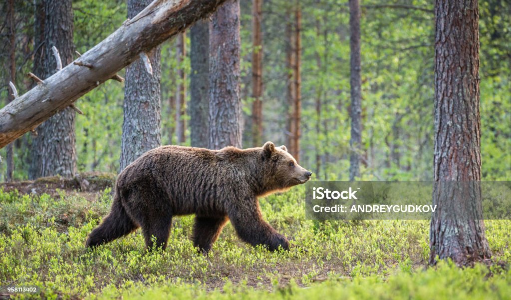 One bear in the background of a beautiful forest. One bear in the background of a beautiful forest. Summer. Finland. Animal Stock Photo