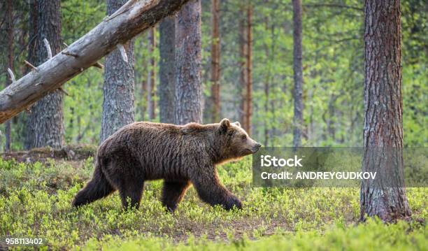 One Bear In The Background Of A Beautiful Forest Stock Photo - Download Image Now - Animal, Animal Wildlife, Animals Hunting