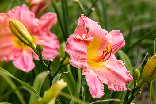 This beautiful pink and yellow wild day lily stands sharp against a lightly softer focused background with contrasting colors.